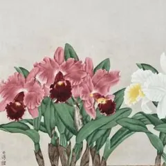 箱山精一 日本を代表する 蘭絵 画家 軸装 - メルカリ