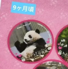 上野動物園 シャンシャン ステッカー 5枚セット - メルカリ