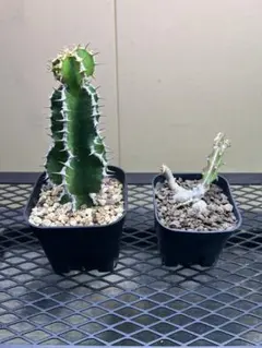 2025年最新】ユーフォルビアムランジーナの人気アイテム - メルカリ