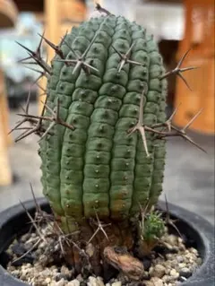 人気植物肉厚　 ガラパゴス団扇　紫肌金棘　オプンチア　エキオス　大株 人気植物肉厚 ガラパゴス団扇 紫肌金棘 オプンチア エキオス 大株