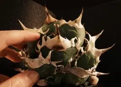 2026年最新】緑犀牛の人気アイテム - メルカリ