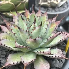 2026年最新】甲蟹 ハイブリッドの人気アイテム - メルカリ