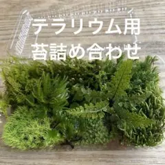 テラリウム用　苔詰め合わせ　S-3のサムネイル
