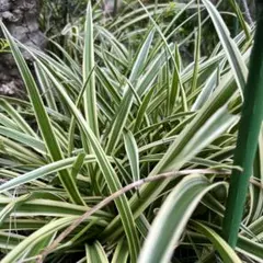 オリヅルラン　親株