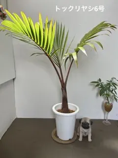 2026年最新】トックリヤシの人気アイテム - メルカリ