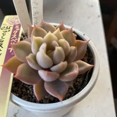 2026年最新】ミックスベリア 円の人気アイテム - メルカリ