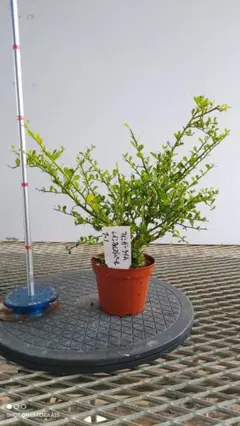 フィンガーライム　大苗　4年生〜　優良品種　ボリュームバリューセット フィンガーライム 大苗 4年生〜 優良品種 ボリュームバリュー