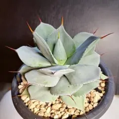 アガベ フレキシスピナ 耐寒性 地植え ドライガーデン ロックガーデン