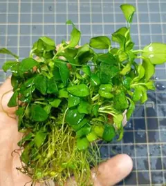 りょうすけ様 リクエスト 2点 まとめ商品