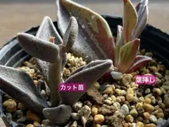 2026年最新】ハオルチア 錦の人気アイテム - メルカリ