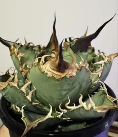 DD233 多肉植物アガベ チタノタ 圣火令 台湾 稀少 強棘 仔株のサムネイル