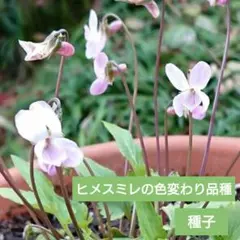 るっぺ様 リクエスト 2点 まとめ商品