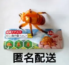 2026年最新】セミの抜け殻の人気アイテム - メルカリ