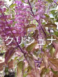 choco様 リクエスト 2点 まとめ商品