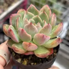 多肉植物 レイブリxチワワエンシス（ロウルサンコさん苗） - メルカリ