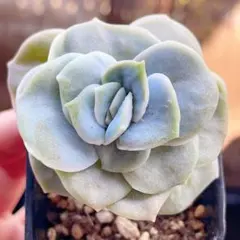 2025年最新】ラブリーローズ錦 赤斑の人気アイテム - メルカリ