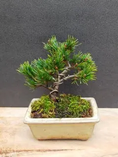 2025年最新】那須五葉松の人気アイテム - メルカリ