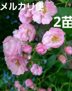 ユキコ 2苗セット つるバラ苗 ミニばら苗 - メルカリ
