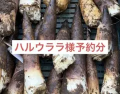 ハルウララ様専用【米ぬか付き】千葉県産たけのこ 約5kg 　予約②