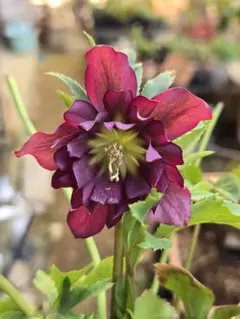 2026年最新】クリスマスローズ 開花株の人気アイテム - メルカリ