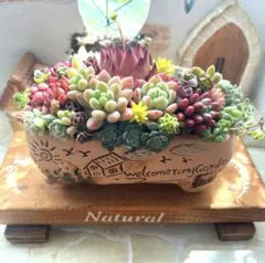 ❤️多肉植物そのまま飾れる❤️韓国鉢　田園風景柄❤️