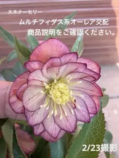 2026年最新】大木ナーセリーの人気アイテム - メルカリ