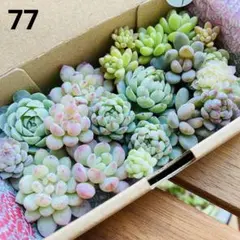 chakuꕤ*.゜様 リクエスト 2点 まとめ商品