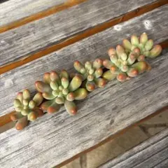 多肉植物 恋心 カット苗