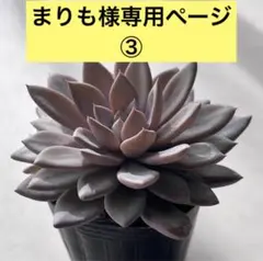 まりも様専用ページ③