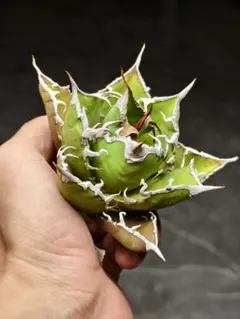 【棚整理】アガベ 中株セット　シーザー　等 棚整理】アガベ 中株セット シーザー 等 棚整理】アガベ 中株