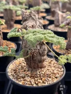 1651 ペラルゴニウム トリステ Pelargonium triste厳選株のサムネイル