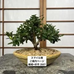 皐月(さつき)】 