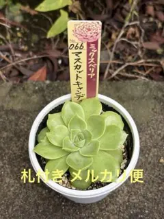 2025年最新】ミックスベリア マスカットキャンディの人気