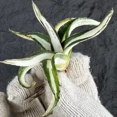 2025年最新】アガベ 氷山の人気アイテム - メルカリ