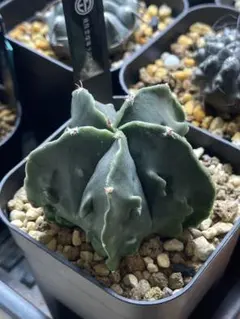 EMP アストロフィツム 複隆ランポー玉 実生 / CT598