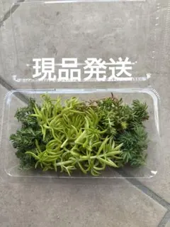 セダム カット苗　詰め合わせ