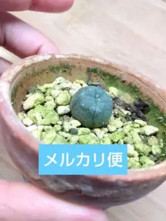B*k様 ロホホラ 烏羽玉 鉢植え メルカリ便送料込み 2026年最新】烏羽玉の人気アイテム - メルカリ
