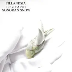 Tillandsia BC x caput SonoranSnow YCB子株B - メルカリ