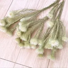 ドライフラワー⭐️ヒューベセンス❇️フィリカ❣️プルモーサᕷ