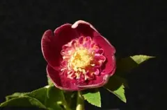 2026年最新】クリスマスローズ苗 フレグランスの人気アイテム - メルカリ