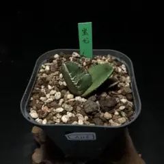 A259 特選 アガベチタノタ 台湾産正規品蚩尤 極上強棘 極上優良株 Yahoo!オークション -「台湾産」(観葉植物) の落札相場・落札価格