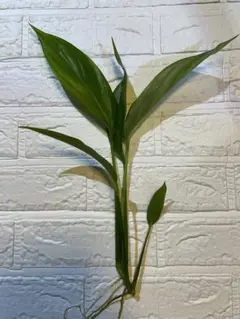 taka様 リクエスト 2点 まとめ商品