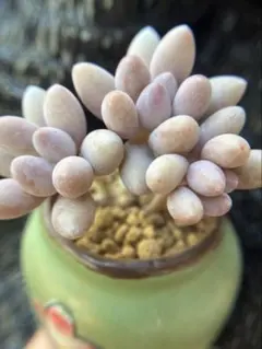 2025年最新】ぷくぷく多肉の人気アイテム - メルカリ