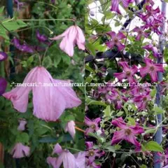 種セット✿クレマチス☆’24～’25　ロゼア&メヌエットより採取＊送料込♪