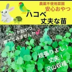 Item thumbnail for item 317e354c-9c6a-4c50-bec4-4d5bca4bc24f