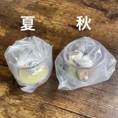 ニャンコ先生　夏&秋