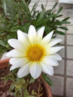 花の苗】ガザニア・クリームイエローの花苗❤︎抜き苗❤︎A - メルカリ