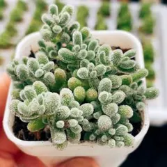 wakachiko0725様 リクエスト 3点 まとめ商品