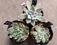 2025年最新】優木園の人気アイテム - メルカリ