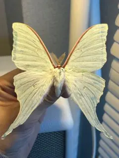 2026年最新】イザベラミズアオの人気アイテム - メルカリ